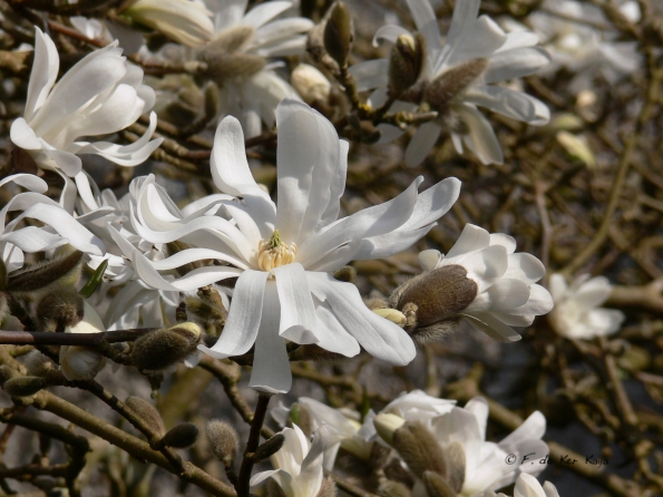 Bois des Moutiers (71) mars 2012